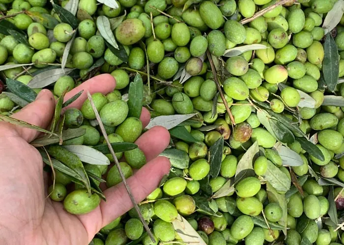 Agriturismo Fattoria Di Loppiano Regina Mundi